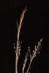 Eggleaf rosette grass